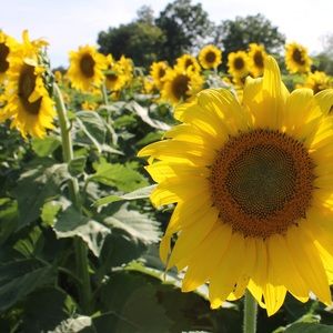 Meet your Posher, Chloe